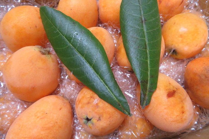 三重県から島田びわ