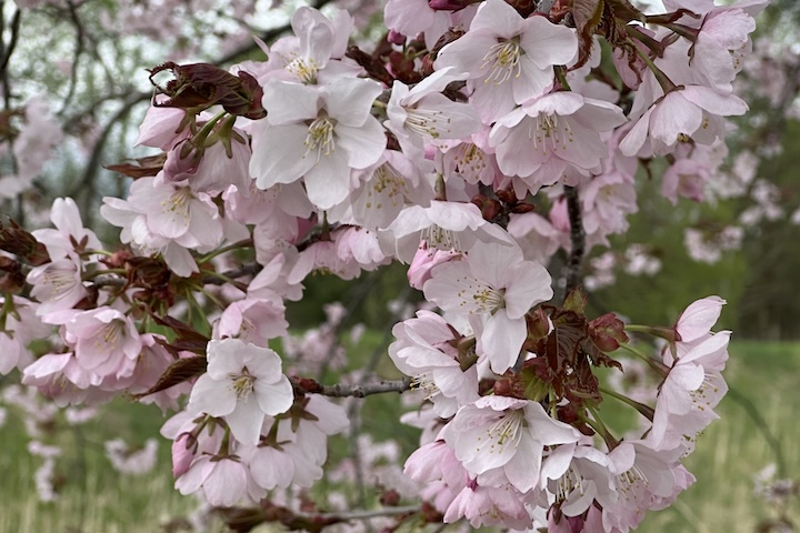 境野浄化センターの桜
