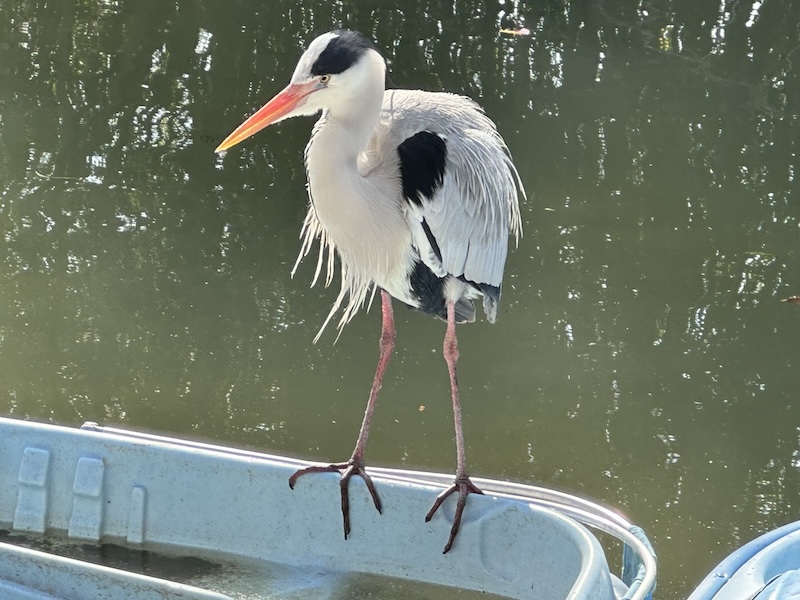 柳川のアオサギ