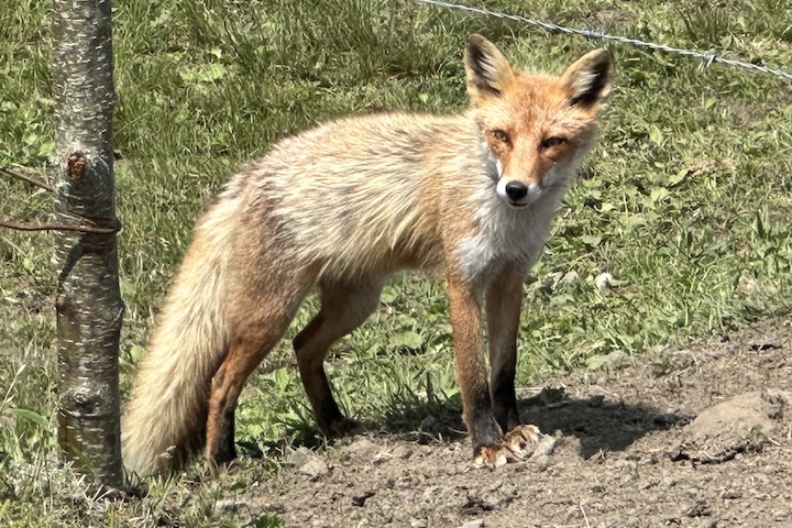 浜中町のキタキツネ