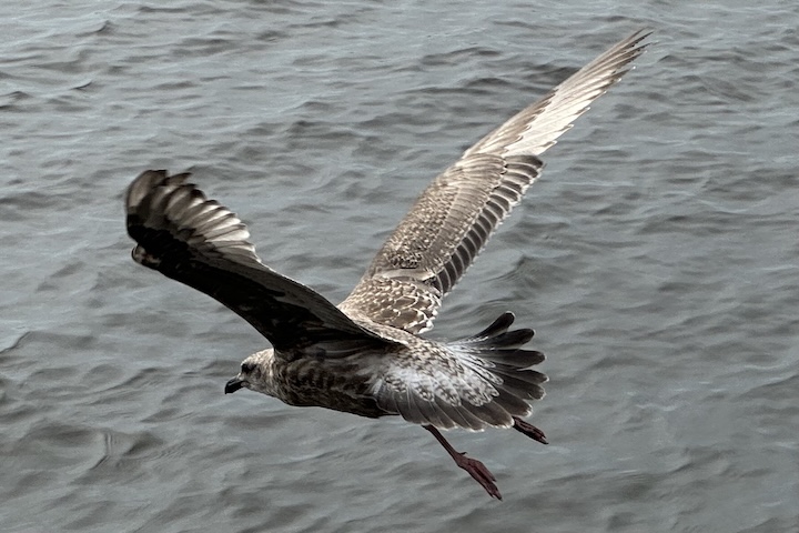 オオセグロカモメ