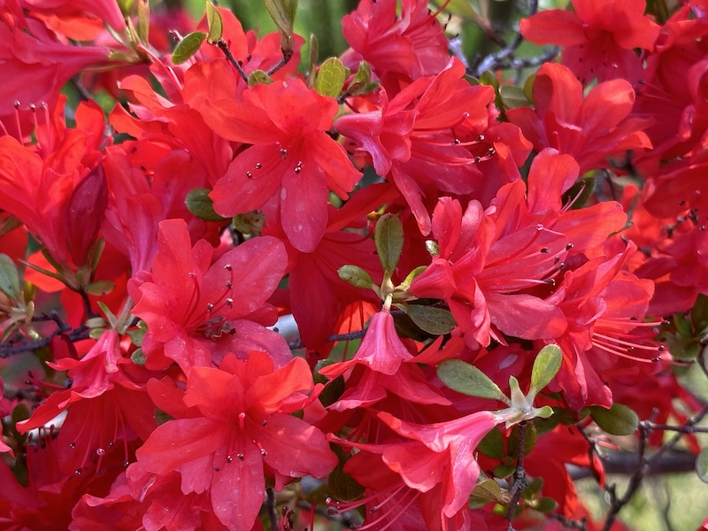 足利フラワーパークのサツキ