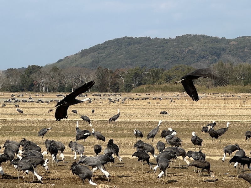 出水市ツル観察センター