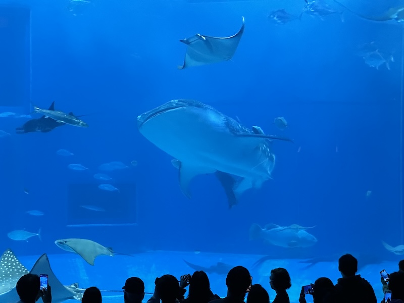 沖縄美ら海水族館