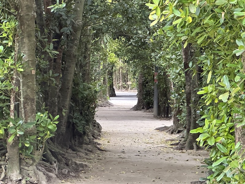 備瀬のフクギ並木