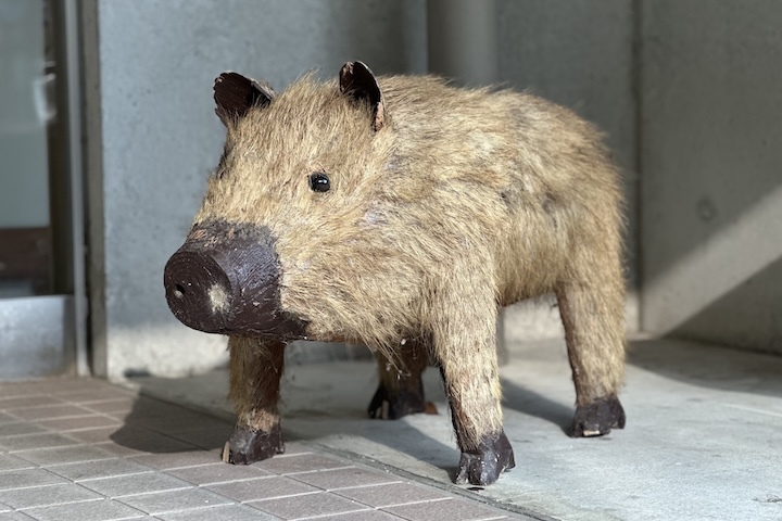 牙のないイノシシ