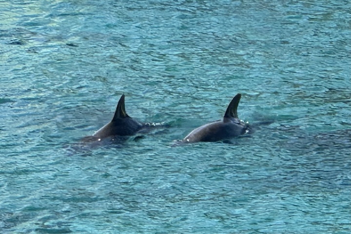 柏島漁港にイルカ