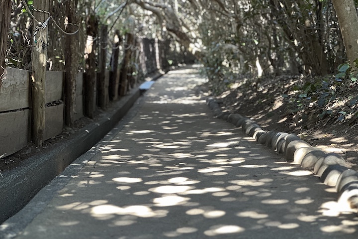 遊歩道の木洩れ日