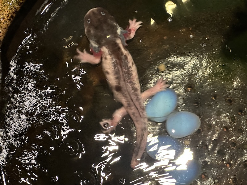 ホテルビーエル桑名のウーパールーパー