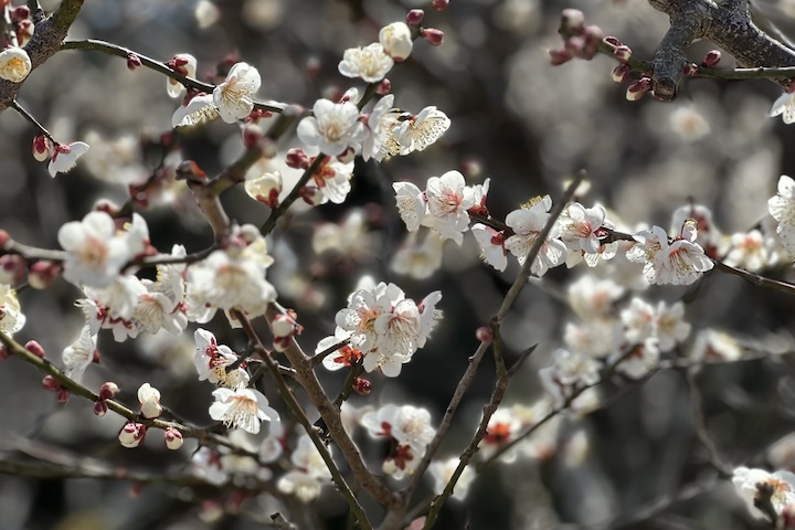 神妙神社参道に梅の花