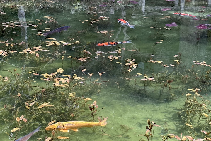 岐阜県のモネの池