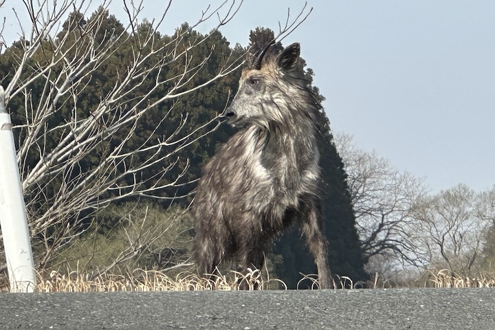 ニホンカモシカ