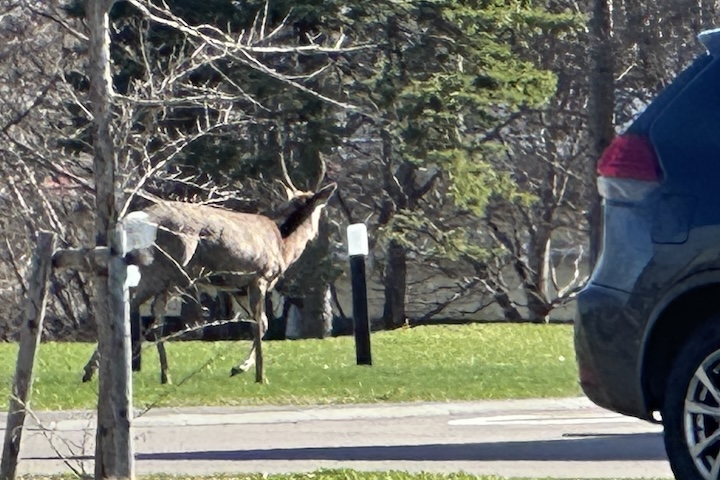 RVパーク花ロードえにわにエゾシカ