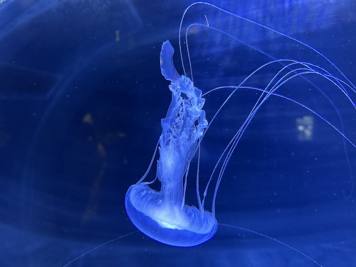 アマクサクラゲ