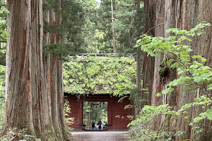 戸隠神社の奥社参道杉並木