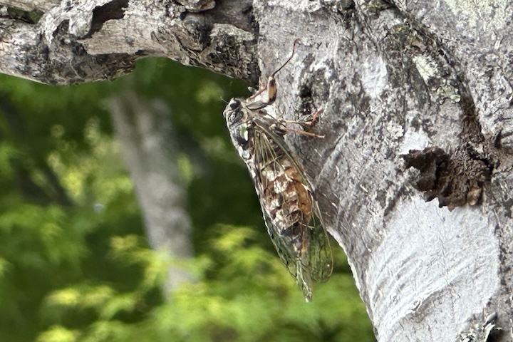 菅平高原駐車場にセミ