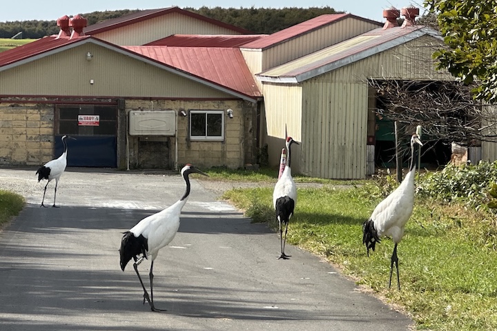 酪農家にタンチョウヅル