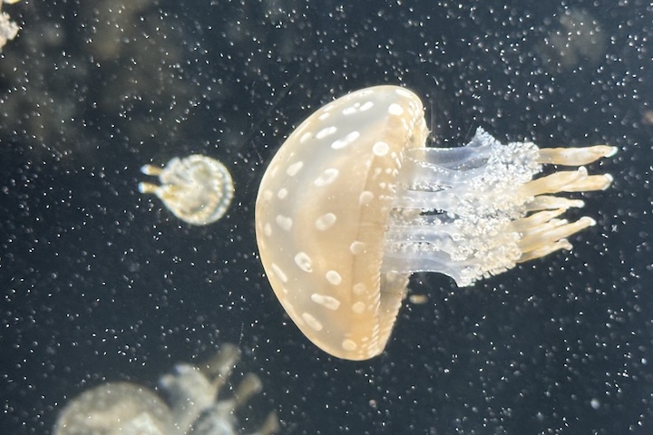 鶴岡市立加茂水族館
