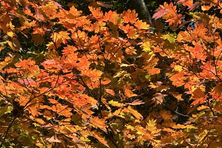 山形県西川町の紅葉